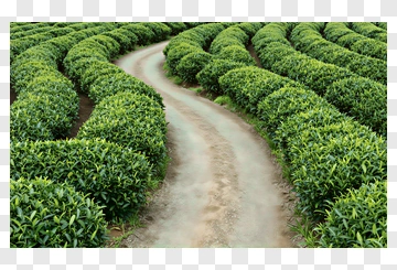 Curved Path Through A Tea Garden PNG