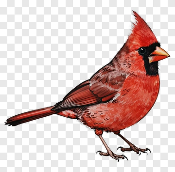 Red Cardinal Bird PNG