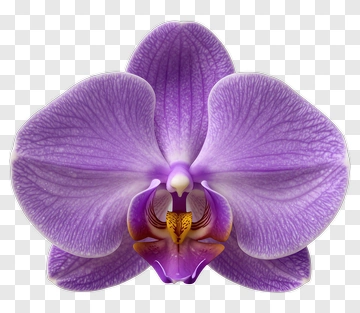 Purple Orchid Flower PNG