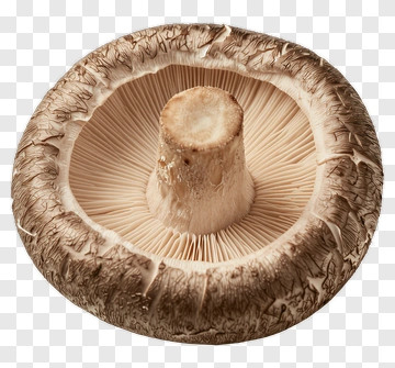 Mushroom Cap PNG