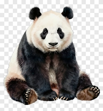Realistic Panda Sitting PNG