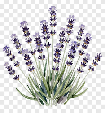 Lavender Flower Bouquet PNG