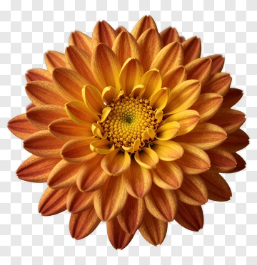 Orange Flower With Yellow Petals PNG