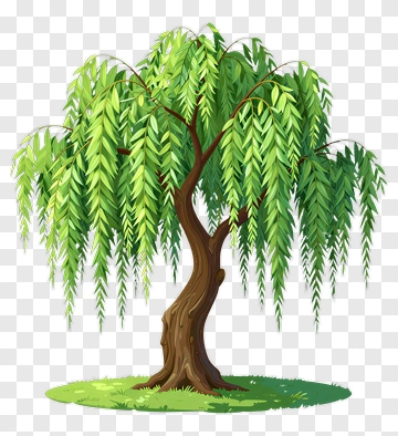 Willow Tree With Green Leaves PNG