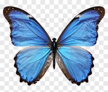 Blue Butterfly PNG