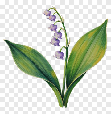 Lily Of The Valley Flower With Green Leaves PNG