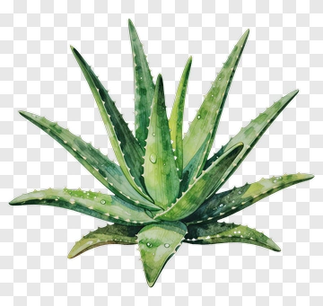 Green Aloe Vera Plant PNG