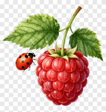 Raspberry With Ladybug PNG