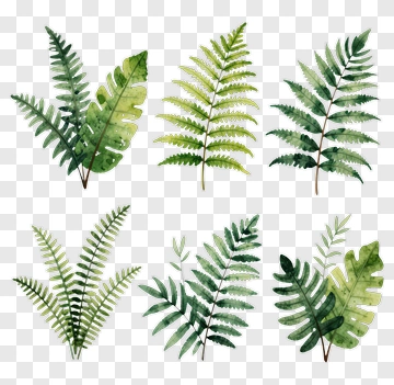 Watercolor Fern Leaves PNG