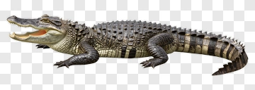 Realistic Crocodile PNG