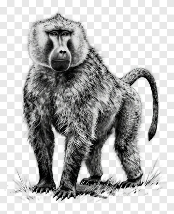 Realistic Baboon Standing On Grass PNG