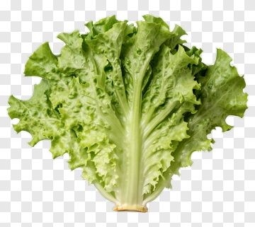 Fresh Green Lettuce PNG
