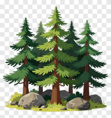 Cartoon Pine Trees In A Forest PNG