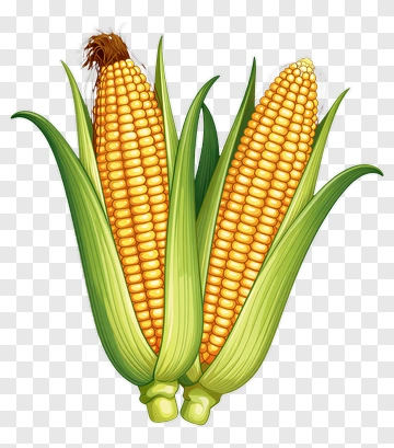 Fresh Corn On The Cob PNG