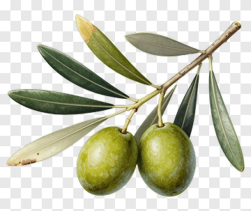 Olive Branch With Green Olives PNG