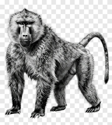 Realistic Baboon Illustration PNG