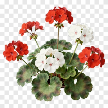 Colorful Flower Bouquet PNG