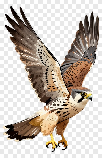 Illustration Of A Flying Hawk PNG