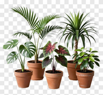 Collection Of Potted Houseplants PNG