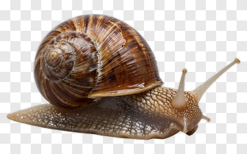 Brown Snail PNG