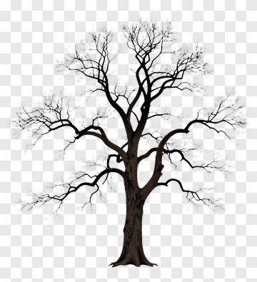 Bare Tree With Twisted Branches PNG
