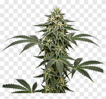 Cannabis Plant With Green Leaves PNG
