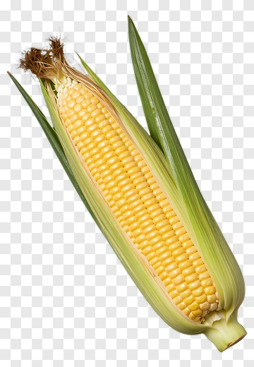 Fresh Corn On The Cob PNG