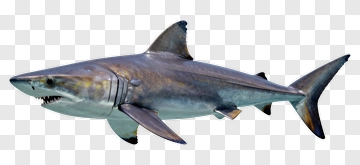 Realistic Shark Swimming In The Ocean PNG