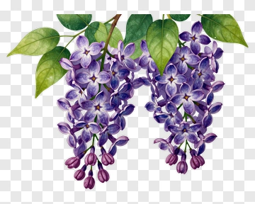 Purple Lilac Flowers With Green Leaves PNG