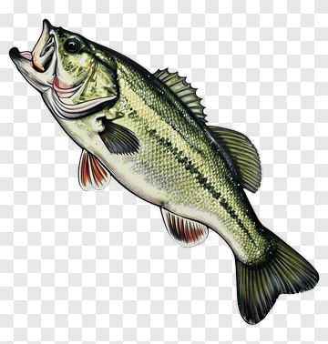 Detailed Bass Fish Illustration PNG