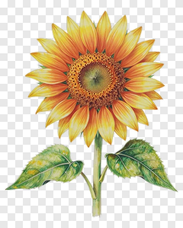 Colorful Sunflower With Green Leaves PNG