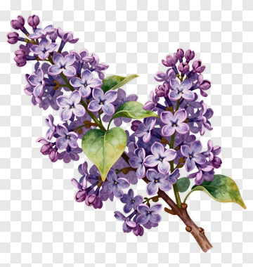 Lilac Flower Branch PNG