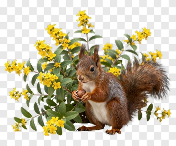 Squirrel Holding A Nut Among Yellow Flowers PNG