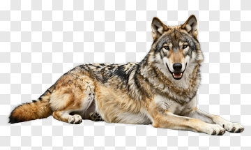 Realistic Wolf Lying Down PNG