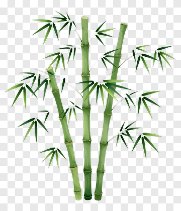 Bamboo Plant PNG
