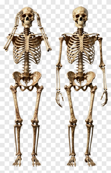 Realistic Human Skeleton Model PNG