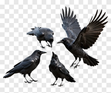 Group Of Black Crows In Various Poses PNG