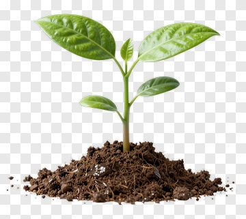 Young Plant Growing In Soil PNG