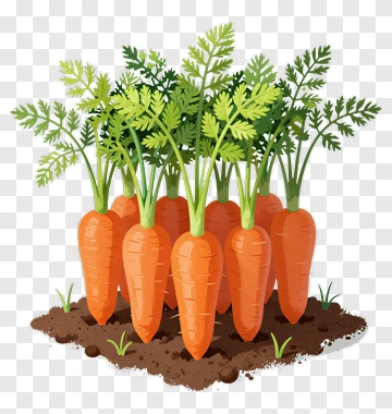 Bunch Of Fresh Carrots In Soil PNG