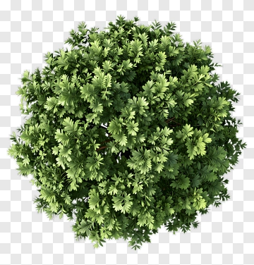 Green Tree PNG