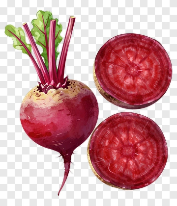 Watercolor Radish With Slices PNG