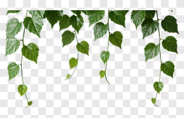 Green Hanging Leaves PNG