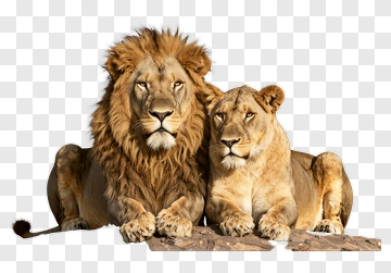 Lion Pair Relaxing Together PNG