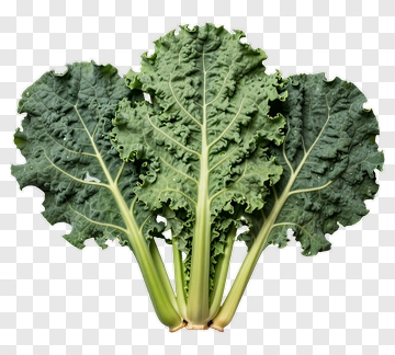 Fresh Kale Leaves PNG