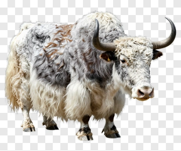Yak With Fluffy Coat PNG