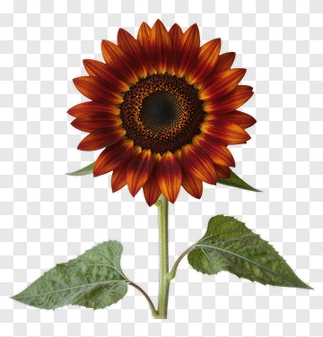 Vibrant Sunflower PNG