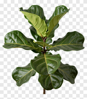 Fiddle Leaf Fig Plant PNG