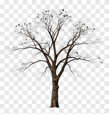 Bare Tree With Branches PNG