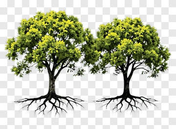 Green Trees With Roots PNG