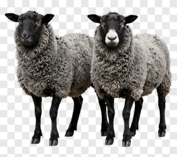 Two Black-Faced Sheep PNG